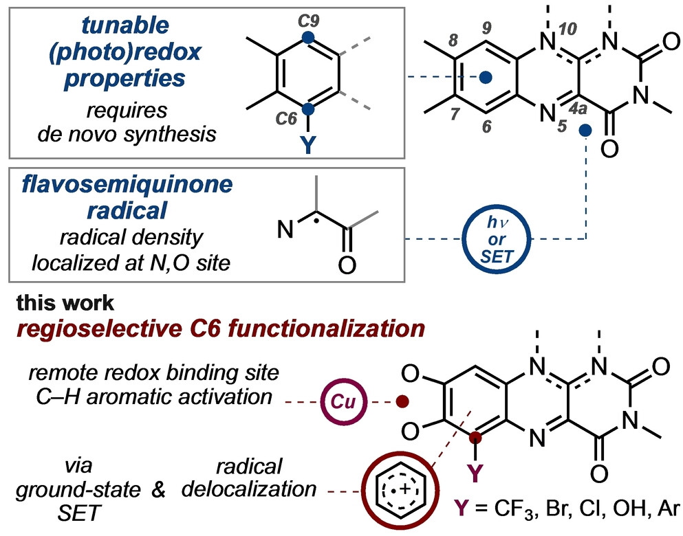 Figure: Site‐Selective Radical Aromatic C–H Functionalization of Alloxazine and Flavin through Ground‐State Single Electron Transfer